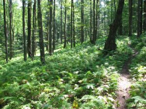 Ferns carpeting the forest floor