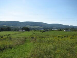Looking across a field along Lake Rd