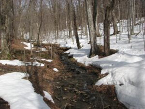 Small stream between Odell Rd and Van Donsel Rd