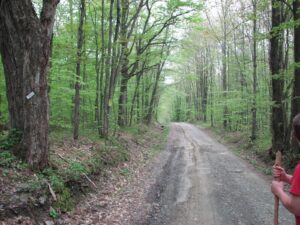 Looking north on Snyder Hill Rd, trail heading west