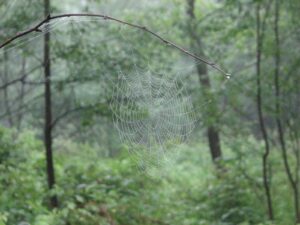 Spider web covered in dew
