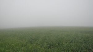 Standing in the middle of a fog covered field. Impossible to see the edges of the field.
