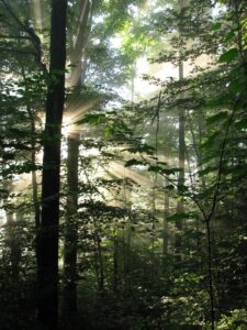 Sunlight shining through the trees