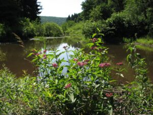 Small pond and wild flowers