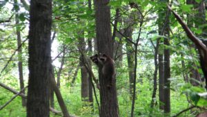 Raccoon Family