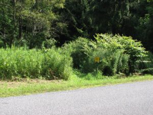 Beers Brook Rd
