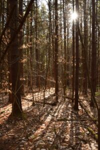 Sunlight shining through the trees