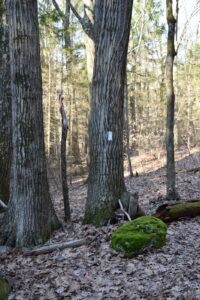 Moss covered rock next to a white-blazed tree