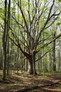 Old oak tree near old farm house foundation
