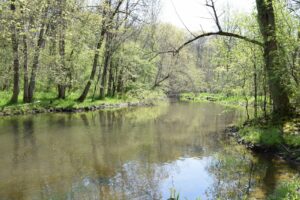 Mud Creek