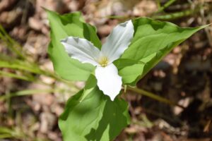Trillium around trail register