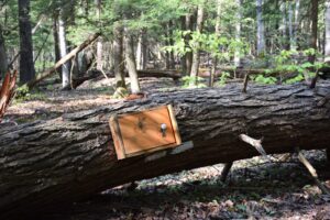 Fallen tree and regsiter