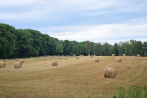 Hay rolls in a field after the rain