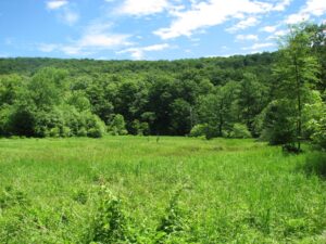 Field and marsh north of Beaver Meadow Lean-to