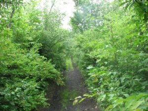 Old railroad bed