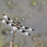 Dragonfly resting on a twig