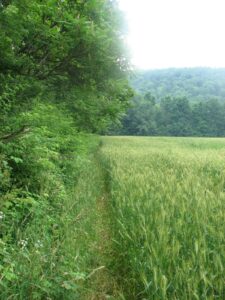Path along the edge of a field east of White Church Rd