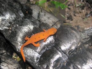 Orange eft resting on charred wood from a camp fire