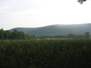 Field east of White Church Rd