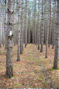 Trail through a row of pine trees east of Burnt Hill Rd - FLT M10