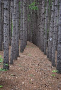 Row of red pine trees