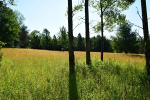 Field between Webb Road and Fitzgerald Road