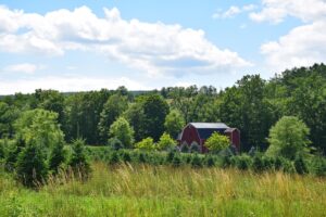 Christmas tree farm and barn