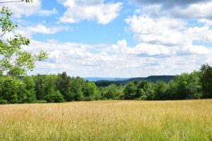 View from field east of Fitzgerald Road