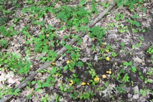 "Fairy Ring" of mushrooms