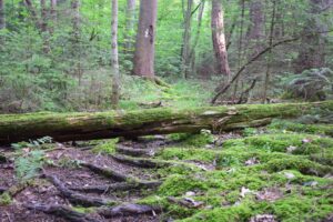 Moss covered ground, west of Forest Rd