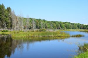 Pond on Bill Morris Rd