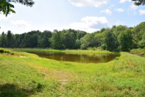 Pond next to campsite off Bill Morris Rd