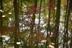 Reflection in a small pool of water at the top of East Hill
