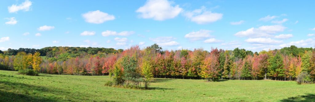 Field and fall colors