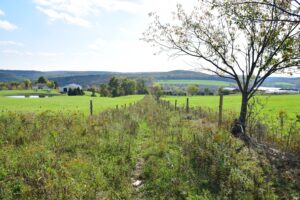 Looking down a run between two cow pastures