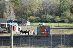 Goats and their toys along CR 15B