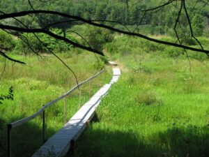 Footbridge over a marshy area just south of NY 79