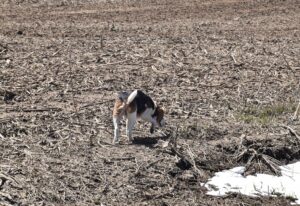 Farm dog sniffing through a field along Smith Rd