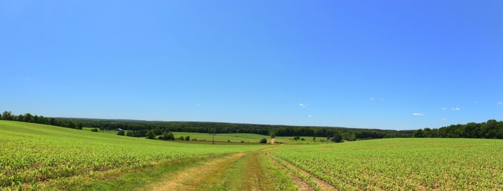 Panoramic view looking west across a corn field east of Wiscoy Rd