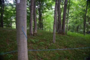 Tap lines crossing the trail in a sugar maple farm east of Pond Rd