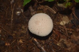 Mushroom found along the trail between NY 19 and Rice Rd