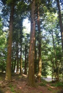 Lightning strike on tree just off CR 3