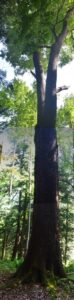 Old growth black cherry tree