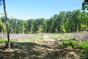 Swift Hill State Forest Timber Management Area