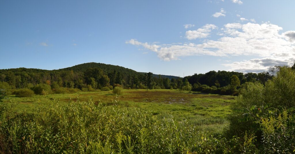 Looking north-east out over a marsh along Sawmill Run Rd